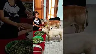 Sapi terkecil di dunia #animals #amazing