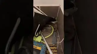 Highly Venomous Snake In The Laundry! Brandon headed to search for an Eastern brown snake that was..