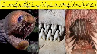 The Most Terrifying Teeth in the Animal World | Asif Ali TV