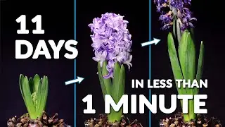 Hyacinth blooming 11 days time-lapse