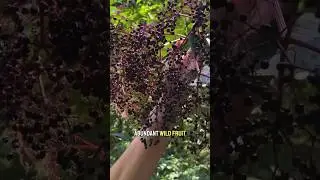 More people should know about this #foraging #botany #elderberry
