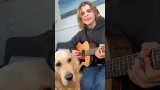 Teddy, Taylor and Me 🎸🎵🐾 #oscarstembridge #cover #guitarplaying #shorts