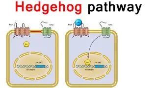 Hedgehog signaling Pathway
