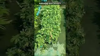 all indoor plant available#plant #nursery #lowprice #gajraulanursery #shorts