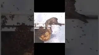 savage bird