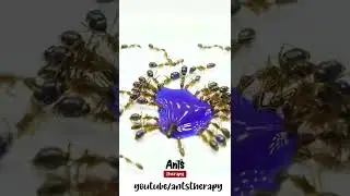 Ants Drinking Blue Liquid Sugar #Shorts
