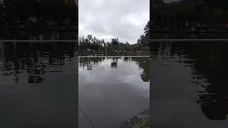 galatama lele patin kolam kinidow (manado)