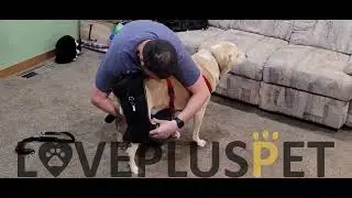 Do Dog Hip Braces Work?