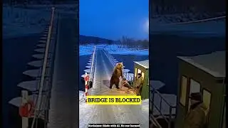Уссурийский бурый медведь перегородил понтонный мост, а российский часовой замер на краю.