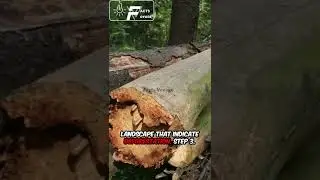 Tech Meets Nature: AI Strategies That Are Saving Our Forests |@factsvoyage1 |#shorts