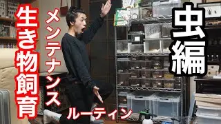 【生き物飼育】ヤスデやゴキブリなど100匹以上の虫を飼育する人のメンテナンスルーティン