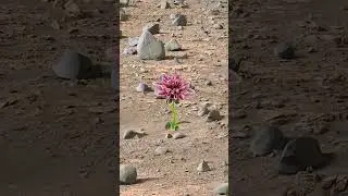 How nice would Mars, birds and flowers be?