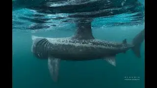 Basking Sharks  Expedition - Ireland 2025