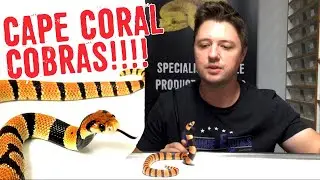 VENOMOUS CAPE CORAL COBRAS! Care and Breeding.