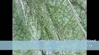 蟎 Cyclamen Mites