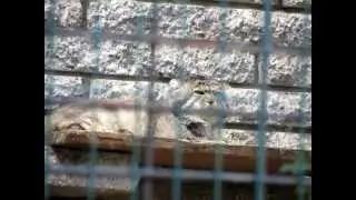 Manul Jonathan relaxed
