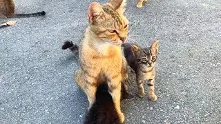 Бездомный котёнок ищет маму-кошку, потому что он очень голоден