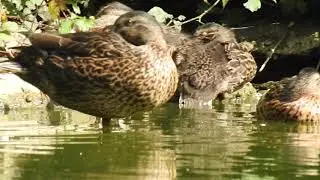 Shanklin Ducks