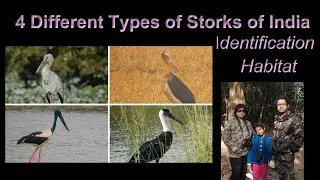 Black-Necked Stork | Woolly-Necked Stork|Open Bill Stork | Lesser Adjutant Stork | Types | 4KVideo