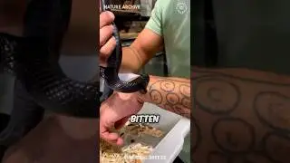 Как пережить укус змеи 🐍
