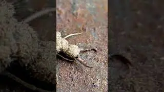 WHY the Name ANTLION ⁉️ Animal Fact Files #facts #animals #wildlife