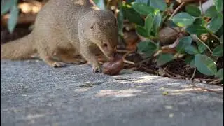 Hawaiian Mongoose Eats Snail in 4K