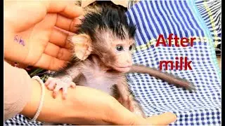 After got extra milk till full orphan baby Calvin still call mom Casi even got abandon many time ago