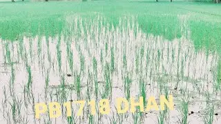 Dhan PB1718 dhan me pani lganey ka ahi smay Dhaan berati pB 1718