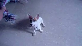 Playful Jack Rascal Terror