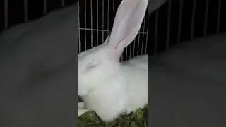 rabbit sick|rabbit ill|chikku not well| chikku sick|pray for chikku#cuterabbit #shorts #rabbitfun2k