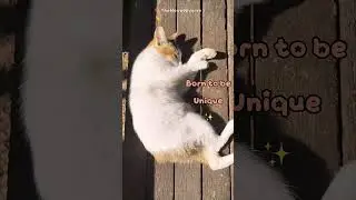 Ei Pan_No Tail Cat Cuteness #cat #cutecat #notailcat #catlovers