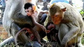 Jayden baby monkey welcome Asia newborn birth today
