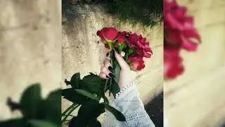 New hand dpz flowers stylish dpz whatsapp
