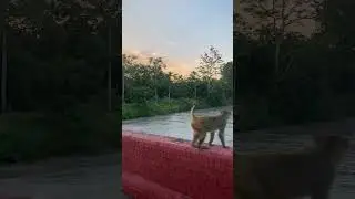 Pilibheet Tiger Reserve |#musicaltourister #tour #tigerreserve #pilibhit #river #solo #travel #vlog