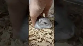 Ohagi Gets Tired of His Butt Massage #shorts #hamster