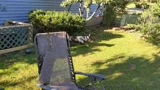 Cunucu Zoomies