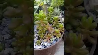 Jelly beans)sedum rubrotintum#succulent #iloveplants #jellybeans
