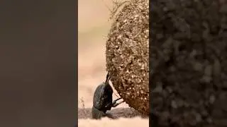 The Chase Master of the Insect World! 🌍🏏 #dungbeetle #insects #nature #bhootwala #jungle