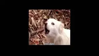 Magical Animals on TikTok: #Dogs #AnimalsWithSoul #ViralPets