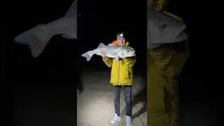 🏆 T&Uuml;RKİYE REKORU! Yakalanan En B&uuml;y&uuml;k Levrek! 🎣 (Ağırlığını Bilen Spin Olta Kazanıyor!) #balıkavı
