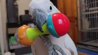 How Many Toys Can A Cockatoo Bring You?