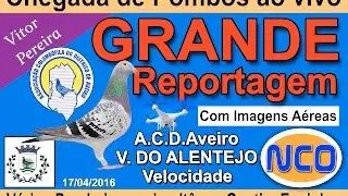 Chegada de Pombos de V. Alentejo, em Guetim Espinho  ( Velocidade )