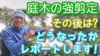 【強剪定後の変化】大胆に高さを下げたあの木はどうなっているのか⁉️👀(2025年7月)