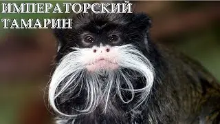 ИМПЕРАТОРСКИЙ ТАМАРИН - Забавный усач