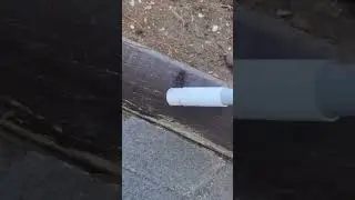 Vagrant Spiders (Genus Uliodon) - NO SOUND