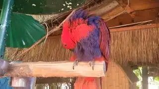 Parrot Mountain and Garden of Eden/ Pigeon Forge, Tennessee/ Best Attraction in Smoky Mountain