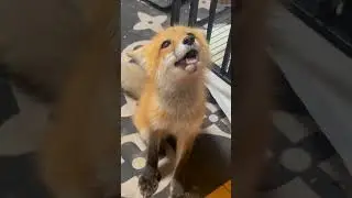 Cute Fox #fox #cutefox #funny #funnyvideos #fyp