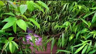 ASMR Real River After Rain &ndash; Natural Water Flow for Deep Relaxation (No AI)