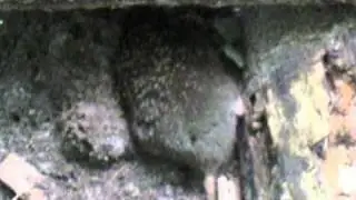 Eastern Mole