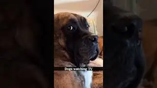 Dogs watching TV 🐶 #funny #dog #funnydog